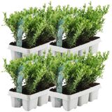 Plants by Frank - 24 hulst planten winterhard | 24 x Ø7 cm ↕15 cm | Ilex crenata Jenny | haagplanten