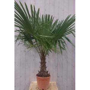 Warentuin Natuurlijk - Winterharde Palmboom stamhoogte 30 cm en hoogte 150 cm