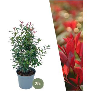25 grote Glansmispel Carré Rouge planten voor 10 strekkende meter haag | ↨ 80-100 cm in een 12 L pot