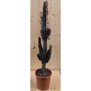 Warentuin Natuurlijk - Afrikaanse Melkboom Euphorbia Trigona Cactus kamerplant