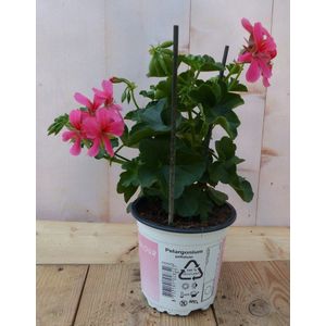 Warentuin Natuurlijk - 3 stuks! Oostenrijkse geranium hangplant roze