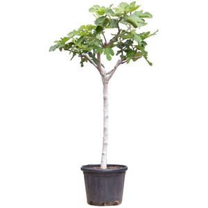 Warentuin Natuurlijk - Vijgenboom 12/14 cm Ficus carica 137,5 cm boom