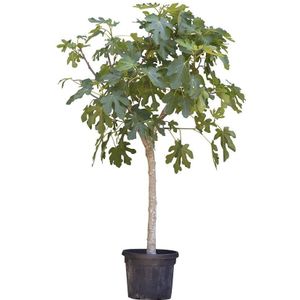 Warentuin Natuurlijk - Vijgenboom 16/18 cm Ficus carica 162,5 cm boom