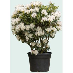 Warentuin Natuurlijk - Rhododendron Cunninghams Wit Rhododendron Cunningham s Wit 130 cm