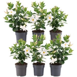 Plants by Frank | Set van 6 Mandevilla wit Planten | 6 x Dipladenia Wit | 6 x Ø12 cm - ↕25 cm