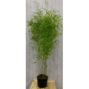 Warentuin Natuurlijk - Bamboe Fargesia 200 cm