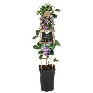 Van der Starre - Klimplant Passiflora Betty Miles Young passiebloem
