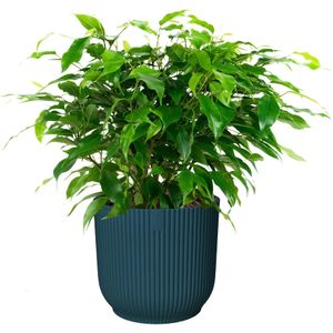 Ficus ‘Green Kinky’ in ELHO Vibes Fold sierpot (diepblauw)