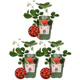 Aardbeien plant BIO Set van 3 | Aardbeien | 100% Biologisch gekweekt