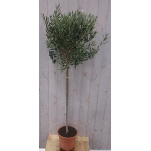 Warentuin Natuurlijk - Olijfboom Olea stamhoogte 70 cm en boomhoogte140 cm