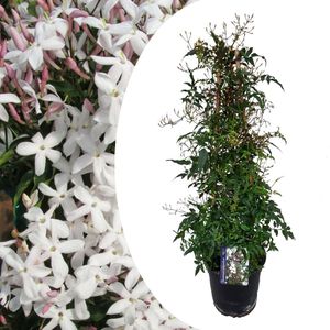 Jasminum Polyanthum - Piramide - Tuinplant - Pot 17cm - Hoogte 60-70cm Jasmijn Piramide P17
