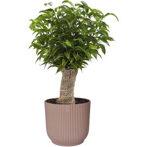 Ficus ‘Natasja’ in ELHO Vibes Fold sierpot (delicaat roze)