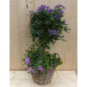 Warentuin Natuurlijk - Rieten plantenbak Solanum Nachtschade met zomerbloeiers mix h70 cm