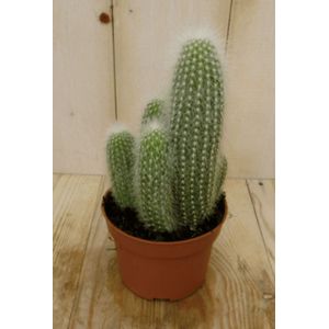 Warentuin Natuurlijk - Kamerplant Stekel Cactus