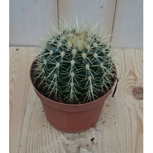 Warentuin Natuurlijk - Kamerplant Cactus schoonmoedersstoel klein