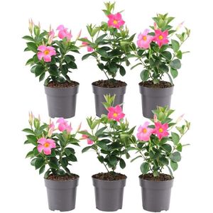 Plants by Frank | Set van 6 Mandevilla roze Planten | 6 x Dipladenia roze | 6 x Ø12 cm - ↕25 cm