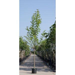 Warentuin Natuurlijk - 2 stuks! Beverboom Magnolia kobus h 250 cm st. omtrek 8 cm boom