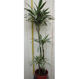 Kamerplant Drakenbloedboom Dracaena Fragrans Wit-Groen 120 cm