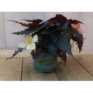 Warentuin Natuurlijk - 3 stuks! Hangbegonia eenjarige plant licht wit- roze achtig