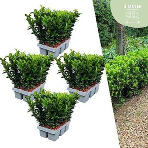 Plants by Frank | 24 Groene Kardinaalsmuts Haagplanten | Euonymus japonicus 'Green Spire'