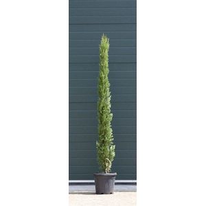 Warentuin Natuurlijk - 2 stuks! Italiaanse cipresboom Cupressus sempr. Pyramidalis h 187,5 cm boom