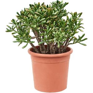 Crassula ovata 'Hobbit' XL - Kamerplant - Vetplant - ⌀ 30 cm - Hoogte 55-60 cm Crassula Hobbit P30