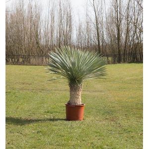 Warentuin Natuurlijk - Gewone palmlelie Yucca rostrata h 140 cm st. h 55 cm