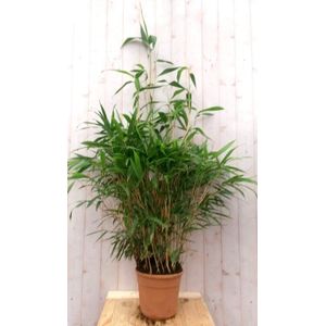 Warentuin Natuurlijk - Bamboe rietachtig 150 cm