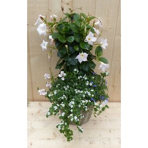 Warentuin Natuurlijk - Rieten plantenbak Dipladenia Mandevilla Sundaville wit met zomerbloeiers m...