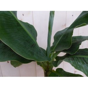Warentuin Natuurlijk - Kamerplant Bananenplant Musa