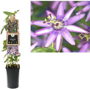 3 stuks - Van der Starre - Klimplant Passiflora Amethyst 75 cm