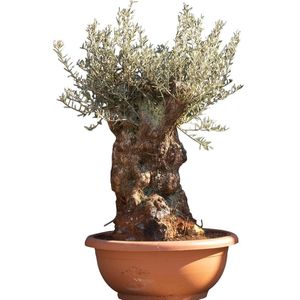 Warentuin Natuurlijk - Olijfboom Bonsai decoschaal Olea europaea 95 cm boom