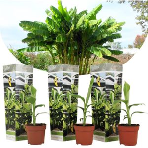 Musa Basjoo - Set van 3 - Bananenplant - Tuinplant - Pot 9cm - Hoogte 25-40cm Musa Basjoo x3