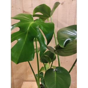 Warentuin Natuurlijk - Monstera Deliciosa 70 cm hoog kamerplant
