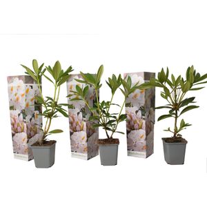 Rhododendron - Mix van 3 - Paars,wit,roze - Tuinplant - Pot 9cm - Hoogte 25-40cm Rhododendron Wit x3