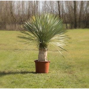 Warentuin Natuurlijk - Gewone palmlelie Yucca rostrata h 100cm st. h 35 cm