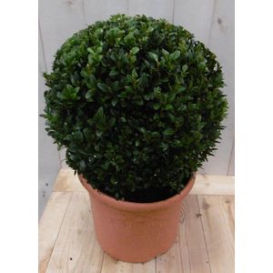 Buxus Bol 30 cm