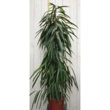 Warentuin Natuurlijk - Kamerplant Ficus Smal blad 160 cm