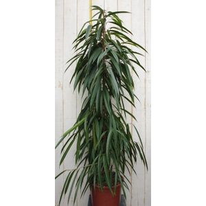 Warentuin Natuurlijk - Kamerplant Ficus Smal blad 160 cm