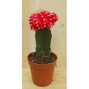 Warentuin Natuurlijk - 3 stuks! Kamerplant Cactus Rood/oranje mini