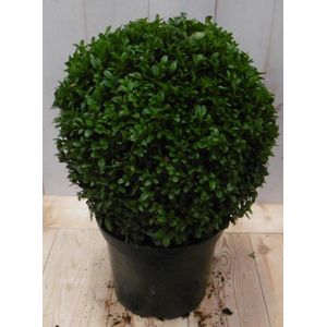 Warentuin Natuurlijk - Buxus Bol 15 cm