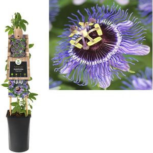 3 stuks - Van der Starre - Klimplant Passiflora Purple Rain 75 cm