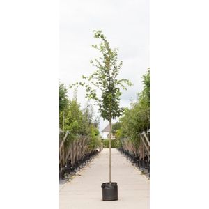 Warentuin Natuurlijk - 2 stuks! Haagbeuk Carpinus betulus h 250 cm st. omtrek 8 cm boom