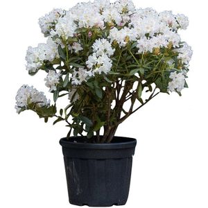 Warentuin Natuurlijk - Rhododendron Cunninghams Wit Rhododendron Cunningham s Wit 85 cm