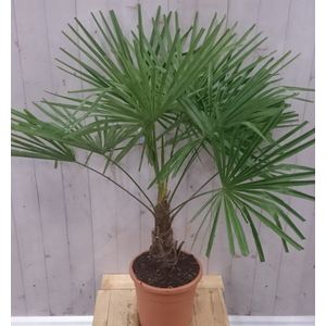 Warentuin Natuurlijk - Winterharde Palmboom stamhoogte 20 cm en hoogte 130 cm