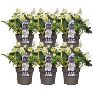 Plants by Frank | Set van 6 kerstroos planten | 6x Helleborus niger 'Christmas Carol' |Ø12 cm ↕20 cm