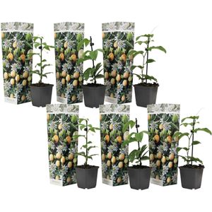 Passiflora Edulis klimplant - Mix van 6 - Passiebloem -Pot 9cm - Hoogte 25-40cm Passiflora x6 - Edulis