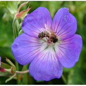 5 stuks - Samplant - Geranium Rozanne