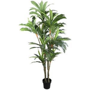 PTMD Kunstplant Dracaena  - 150x85x180 cm - Plastic - Zwart