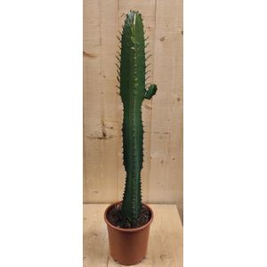 Warentuin Natuurlijk - Afrikaanse Melkboom Euphorbia Trigona Cactus 70 cm hoog Groen kamerplant